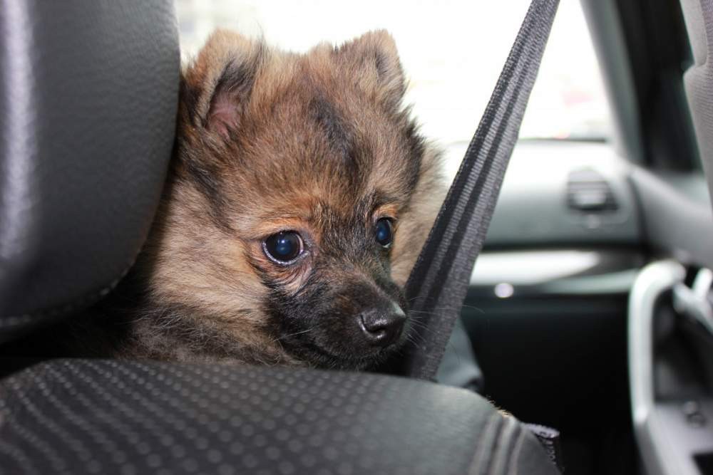 fotografía de un perro dentro de un coche con el cinturón de seguridad